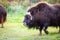 Alaska muskox close up portrait in the wilderness