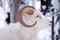 Alaska Native Animal Wildlife Dall Sheep Standing in Fresh Snow