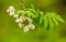 Alaska native fireweed growing near the forest. Before blossoming.