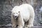 Alaska, polar bear. Big white bear in the spring in the forest . Polar bear is in Alaska, rocks, grass, cold spring.