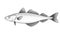 Alaska pollack sketch, hand drawn fish, pollock seafood menu, fish in engraved style