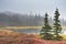 Alaska pond and tundra in early morning light.