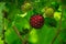 alaska red shiny ripe salmon berry with green unripe salmon berries and green background