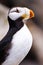 Alaska - Sea Life Center Horned Puffin Portrait