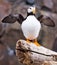 Alaska - Sea Life Center Horned Puffin Wings Up