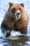 Alaska Silver Salmon Creek Brown Bear Powerful Claws