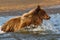 Alaska Silver Salmon Creek Young Brown Bear Fishing