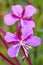 Alaska State Flower Pink Red Fireweed Bloom