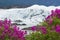 Alaska Sweet Pea in front of the icefall of the Matanuska Glacier
