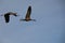 Alaska- Two Beautiful Sandhill Cranes in Flight