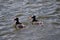 Alaska, United States: Surf Scoters