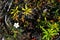 Alaska- Wrangell National Park- Macro of Beautiful Tundra