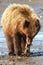 Alaska Young Brown Grizzly Bear Eating Fish