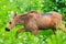 Alaska Young Moose Calf Walking