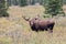 Alaska Yukon Bull Moose in Velvet