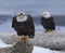 Alaskan Bald Eagle