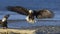 Alaskan Bald Eagle