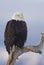 Alaskan Bald Eagle