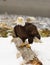 Alaskan Bald Eagle