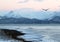 Alaskan beach at sunset with flying eagle