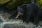 Alaskan Black Bear Hunting Salmon in a River