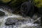 Alaskan Black Bear Hunting Salmon in a River