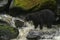 Alaskan Black Bear Hunting Salmon in a River