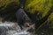 Alaskan Black Bear Hunting Salmon in a River