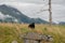 Alaskan black bear sits in a beautiful meadow with wildflowers