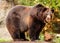 Alaskan brown bear