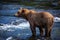 Alaskan Brown Bear