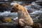 Alaskan Brown Bear Cub