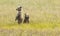 Alaskan Brown Bear Cubs stand in a field