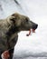 Alaskan brown bear feeding on a salmon