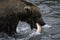 Alaskan brown bear feeding on a salmon