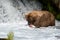 Alaskan brown bear fishing