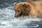 Alaskan brown bear fishing for salmon