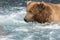 Alaskan brown bear fishing for salmon