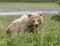 Alaskan brown bear sitting in the grass