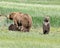 An Alaskan Brown Bear Sow and Her Three Cubs in the Katmai National Park