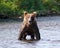 Alaskan Brown Bear Staring