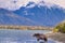 Alaskan Brown Bear (Ursus horribilis) at Lake Clark National Park looking for food