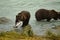 Alaskan Brown Bears catching salmon in the Chilkoot River