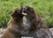 Alaskan brown bears in an intense fight