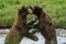 Alaskan brown bears in an intense fight