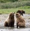 Alaskan brown bears at McNeil River