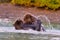 Alaskan Brown Bears (Ursus horribilis) fighting in a river