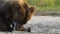 Alaskan brown bears wait for salmons at the waterfalls