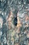 Alaskan chickadee builds nest in the hollow