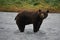 Alaskan Coastal Brown Bear